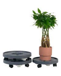 Plant Tray Trolley (Gray) - 28cm - Tray - Tumbleweed Plants - Online Plant Delivery Singapore