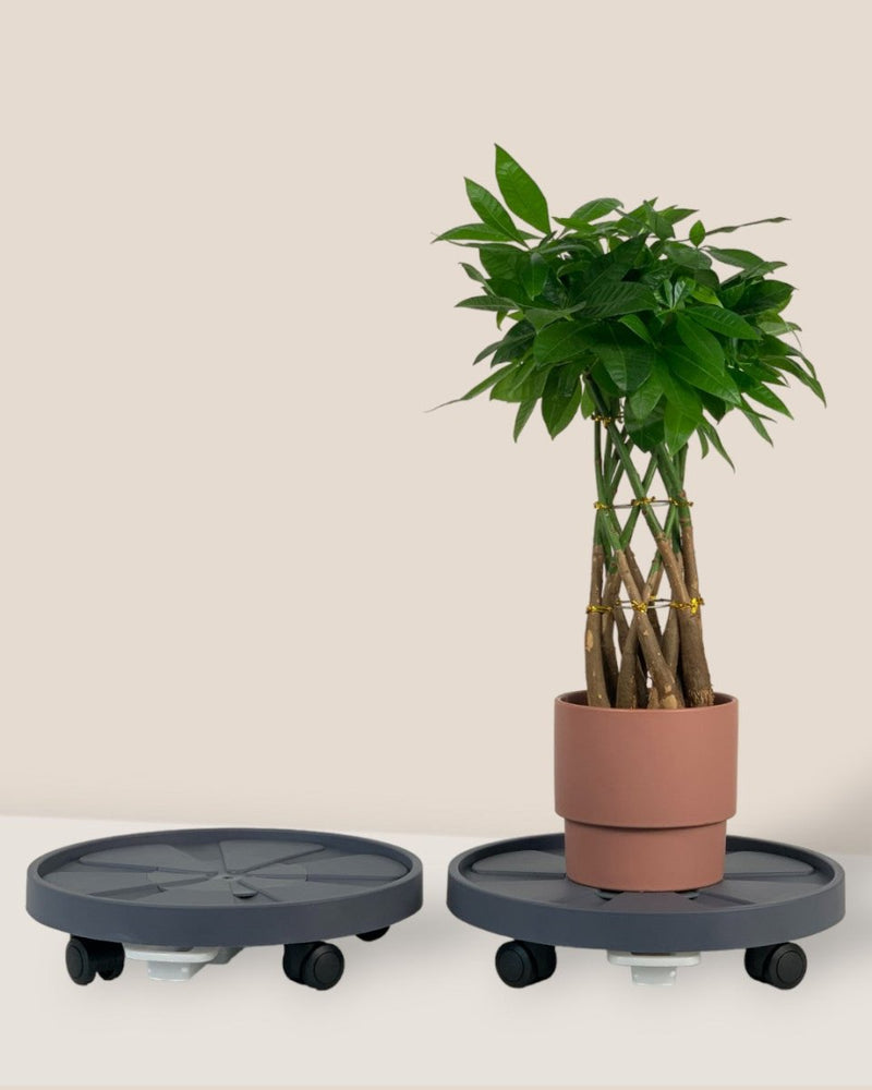 Plant Tray Trolley (Gray) - 32cm - Tray - Tumbleweed Plants - Online Plant Delivery Singapore