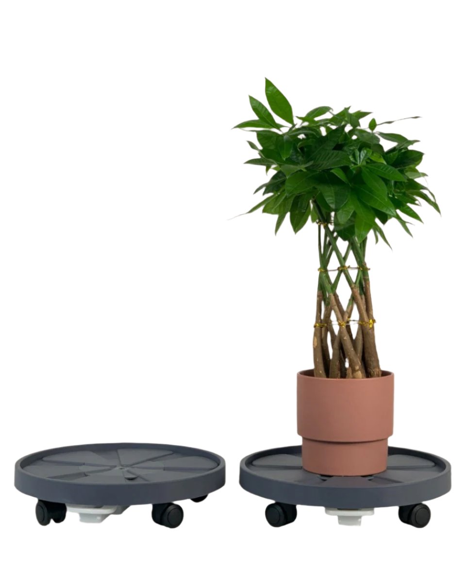 Plant Tray Trolley (Gray) - 32cm - Tray - Tumbleweed Plants - Online Plant Delivery Singapore