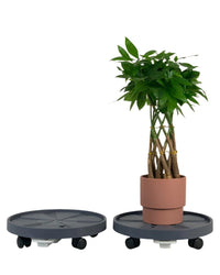 Plant Tray Trolley (Gray) - 32cm - Tray - Tumbleweed Plants - Online Plant Delivery Singapore