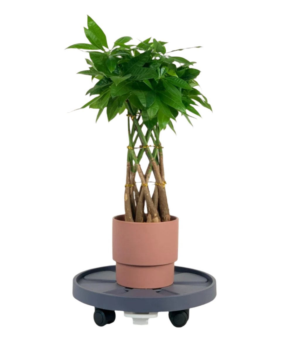 Plant Tray Trolley (Gray) - 35cm - Tray - Tumbleweed Plants - Online Plant Delivery Singapore