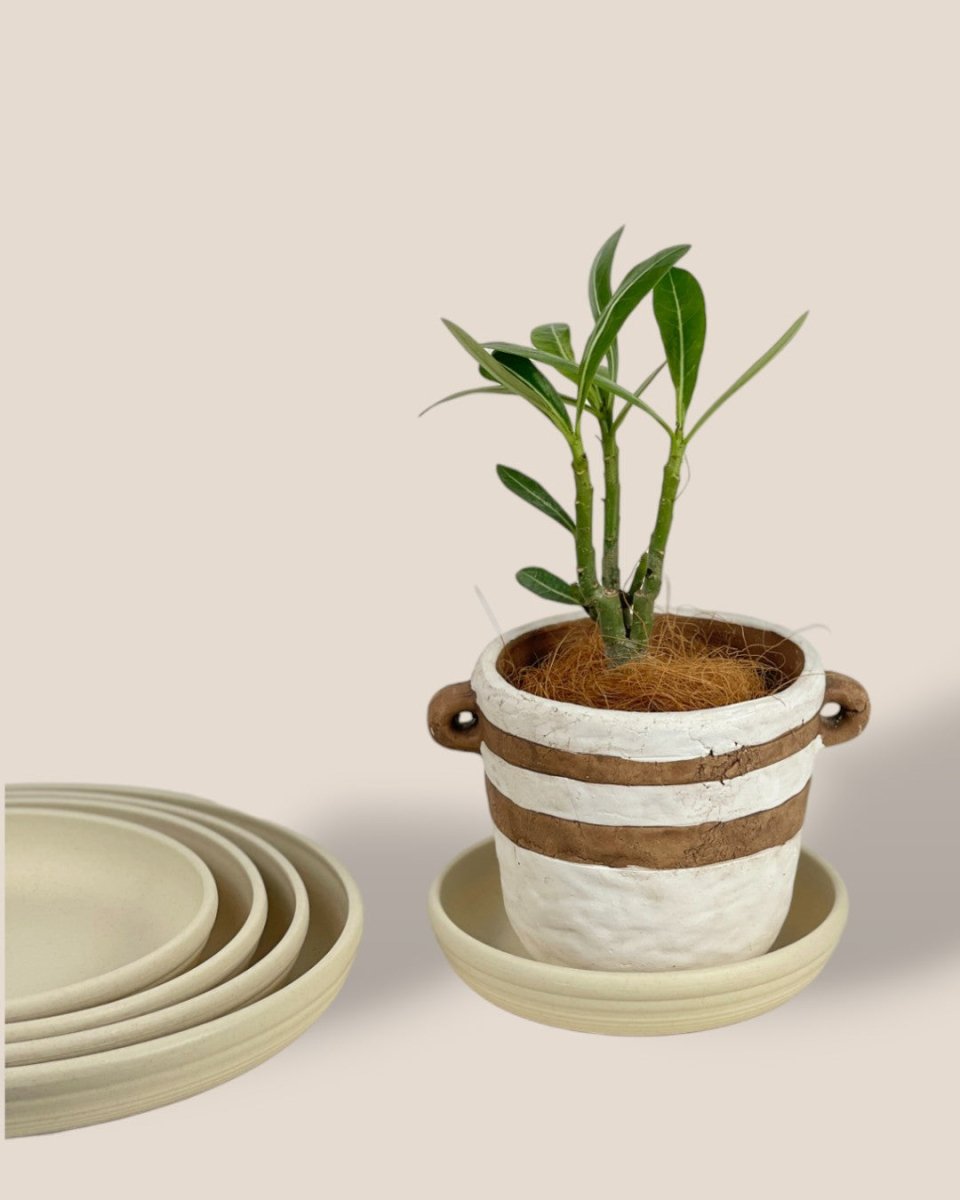 Plant Trays (Cream) - 17.5cm - Tray - Tumbleweed Plants - Online Plant Delivery Singapore