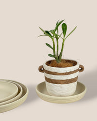 Plant Trays (Cream) - 20.5cm - Tray - Tumbleweed Plants - Online Plant Delivery Singapore