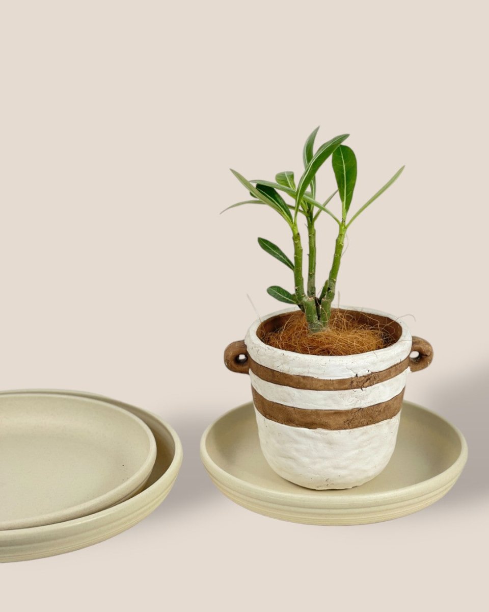 Plant Trays (Cream) - 23.5cm - Tray - Tumbleweed Plants - Online Plant Delivery Singapore