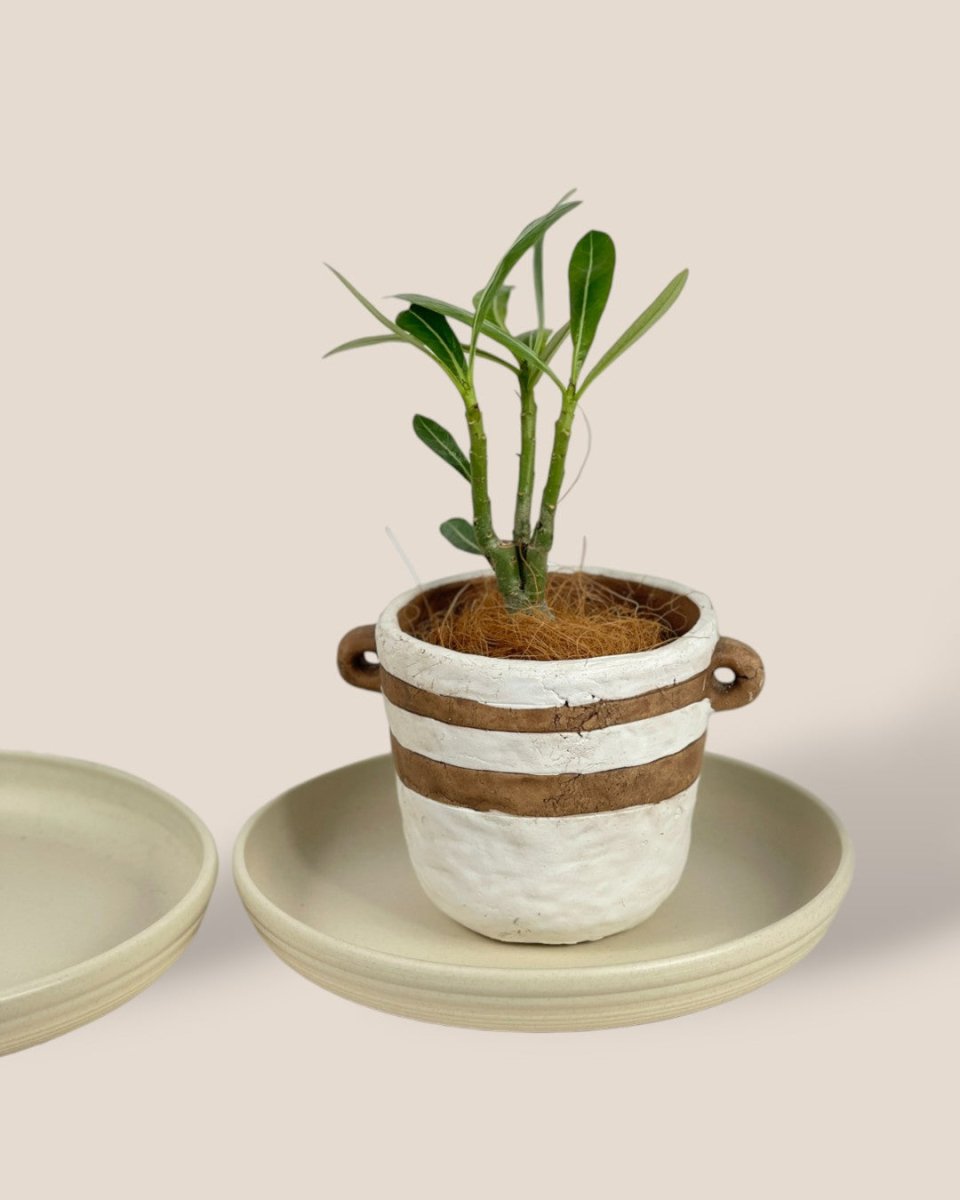 Plant Trays (Cream) - 26.5cm - Tray - Tumbleweed Plants - Online Plant Delivery Singapore