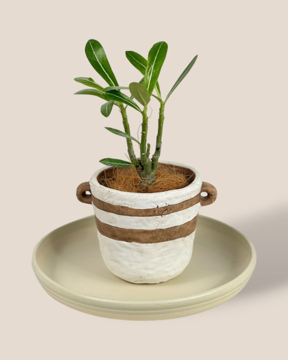 Plant Trays (Cream) - 29.5cm - Tray - Tumbleweed Plants - Online Plant Delivery Singapore