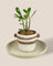 Plant Trays (Cream)