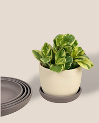 Plant Trays (Grey) - 17.5cm - Tray - Tumbleweed Plants - Online Plant Delivery Singapore