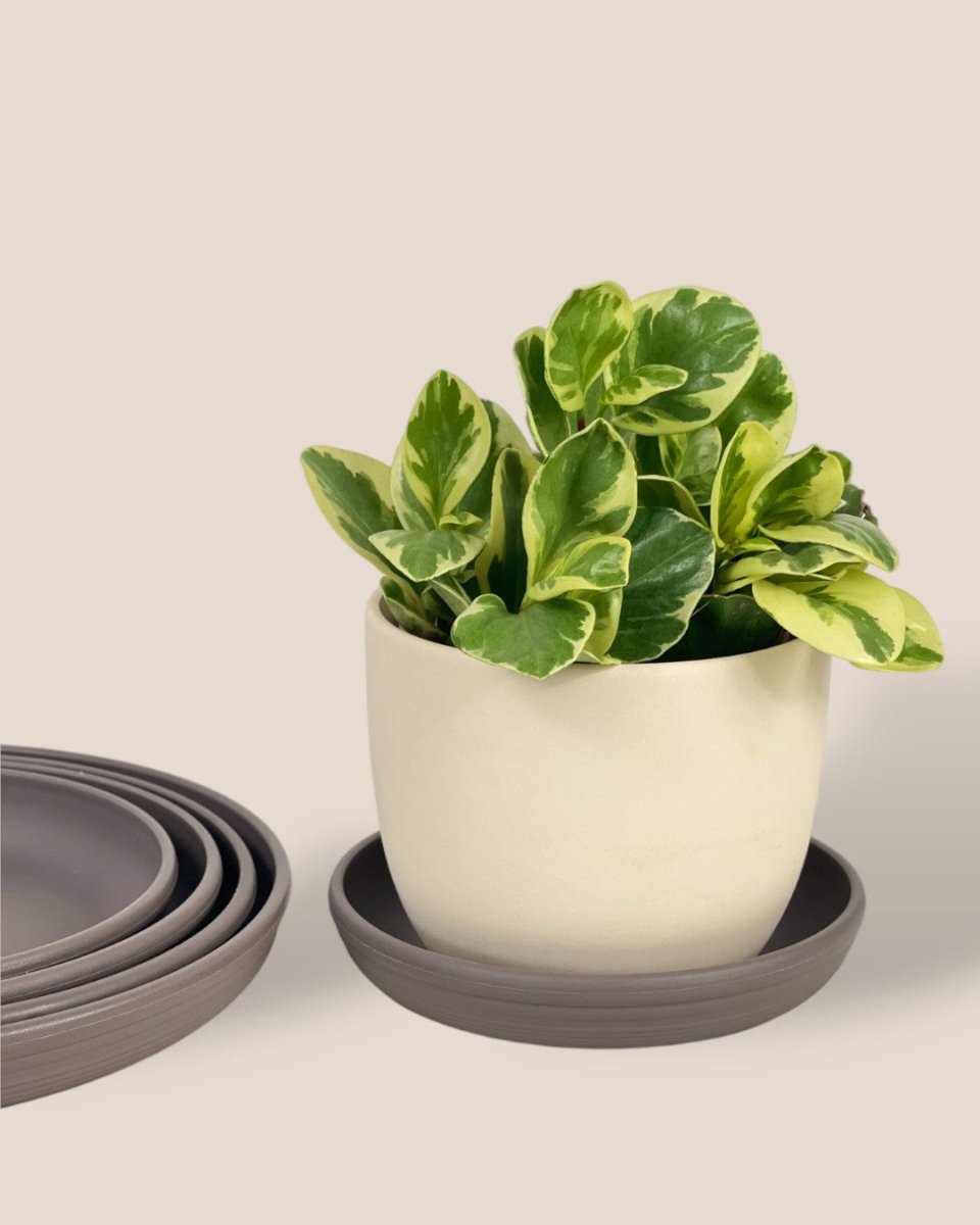 Plant Trays (Grey) - 20.5cm - Tray - Tumbleweed Plants - Online Plant Delivery Singapore