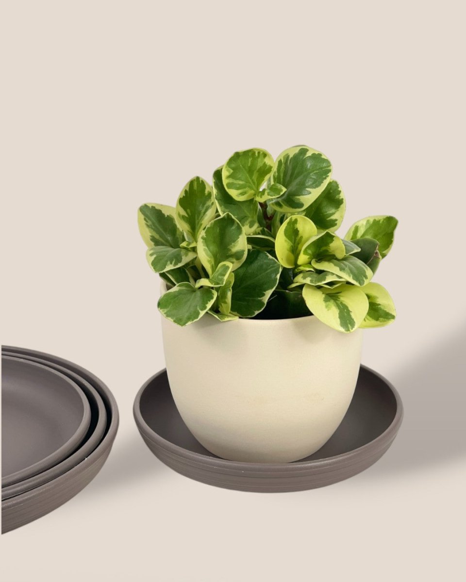 Plant Trays (Grey) - 23.5cm - Tray - Tumbleweed Plants - Online Plant Delivery Singapore