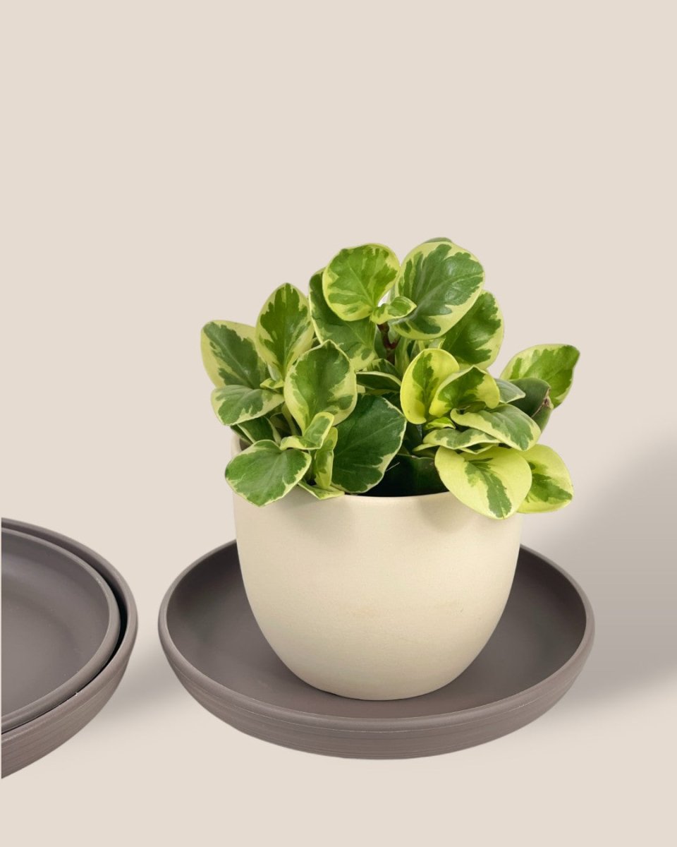 Plant Trays (Grey) - 26.5cm - Tray - Tumbleweed Plants - Online Plant Delivery Singapore