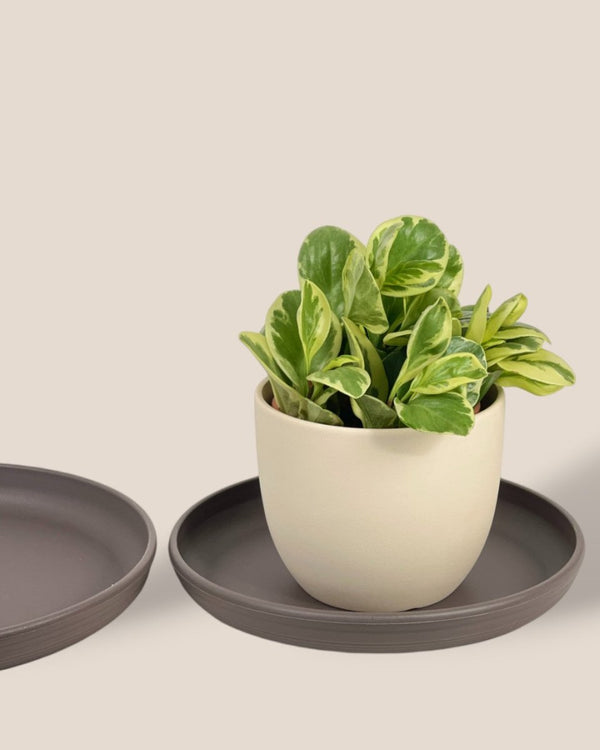 Plant Trays (Grey) - 29.5cm - Tray - Tumbleweed Plants - Online Plant Delivery Singapore