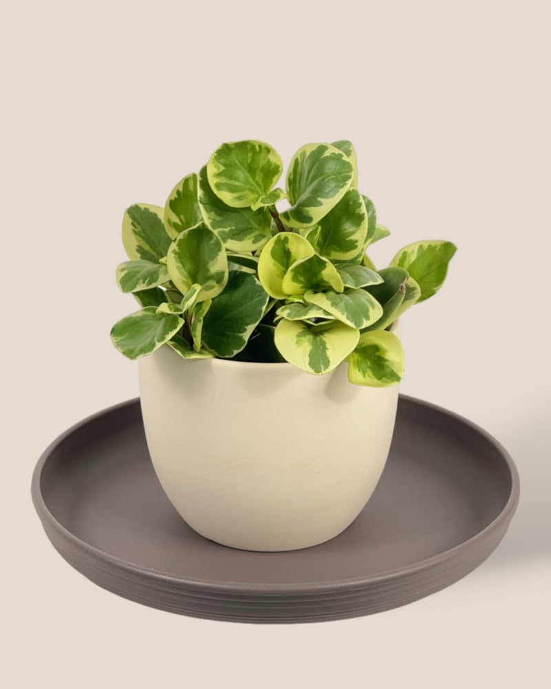 Plant Trays (Grey) - 32.5cm - Tray - Tumbleweed Plants - Online Plant Delivery Singapore