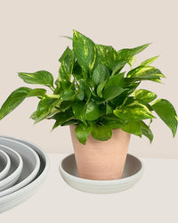 Plant Trays (Off-White) - 14.5cm - Tray - Tumbleweed Plants - Online Plant Delivery Singapore
