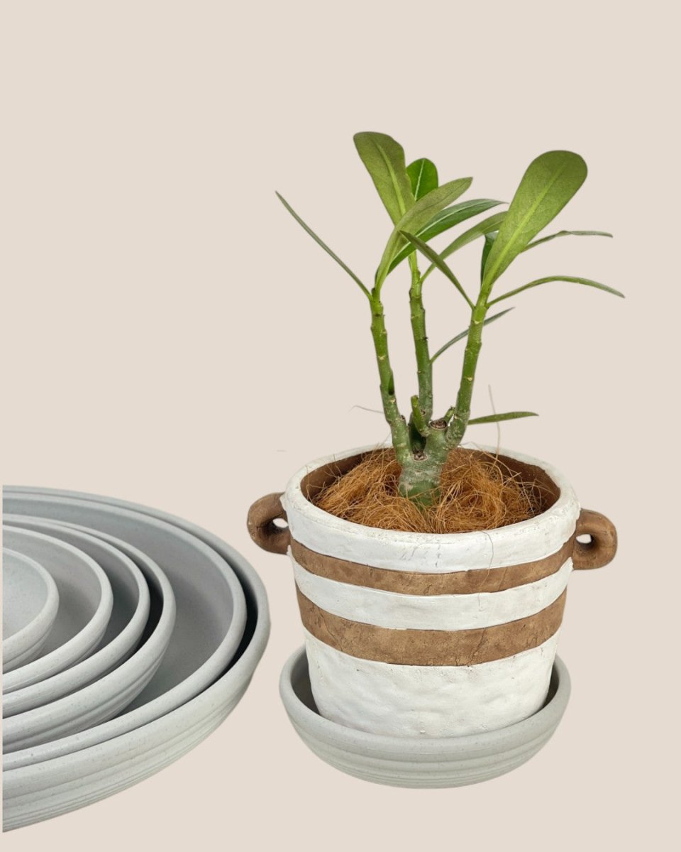 Plant Trays (White) - 14.5cm - Tray - Tumbleweed Plants - Online Plant Delivery Singapore