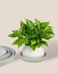 Plant Trays (White) - 20.5cm - Tray - Tumbleweed Plants - Online Plant Delivery Singapore