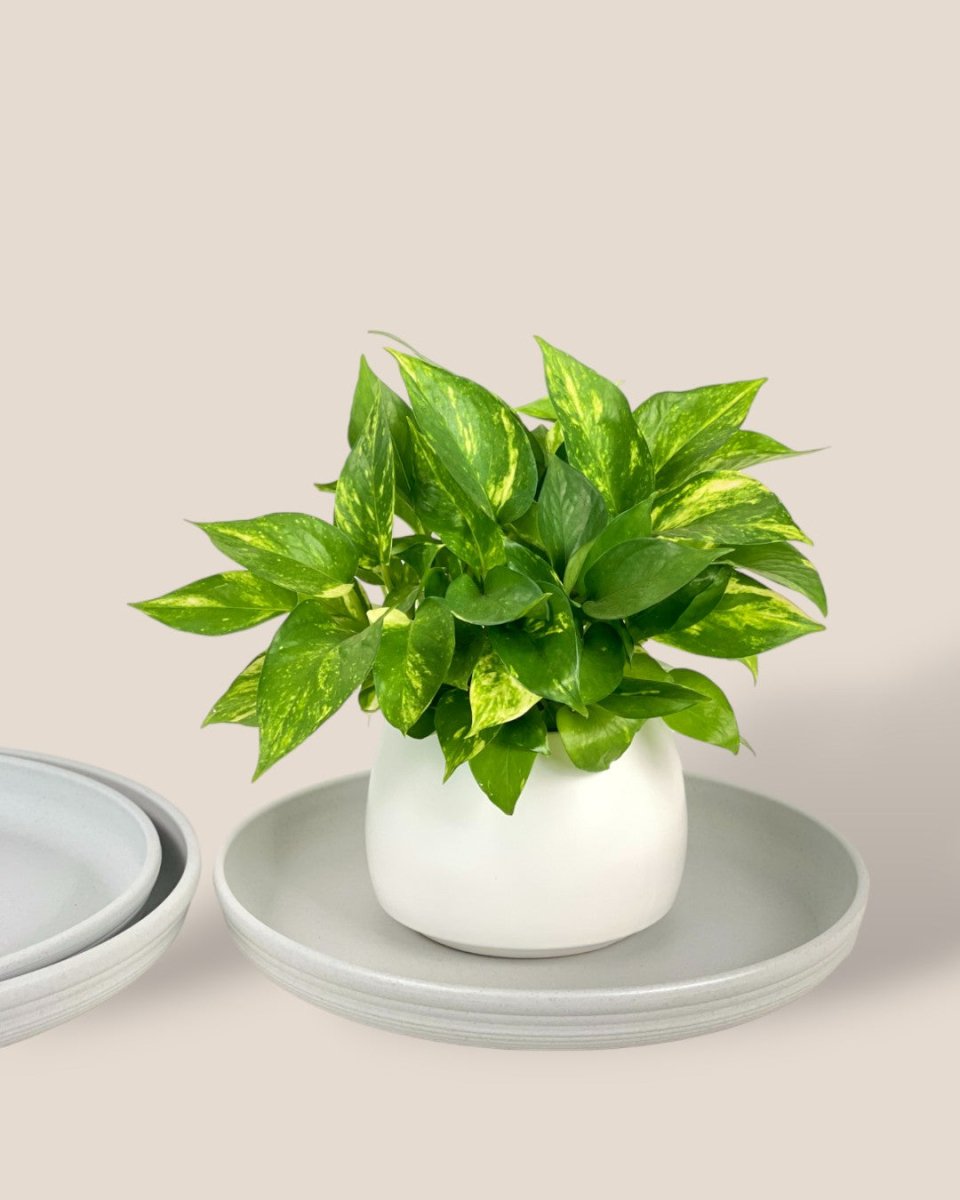 Plant Trays (White) - 32.5cm - Tray - Tumbleweed Plants - Online Plant Delivery Singapore