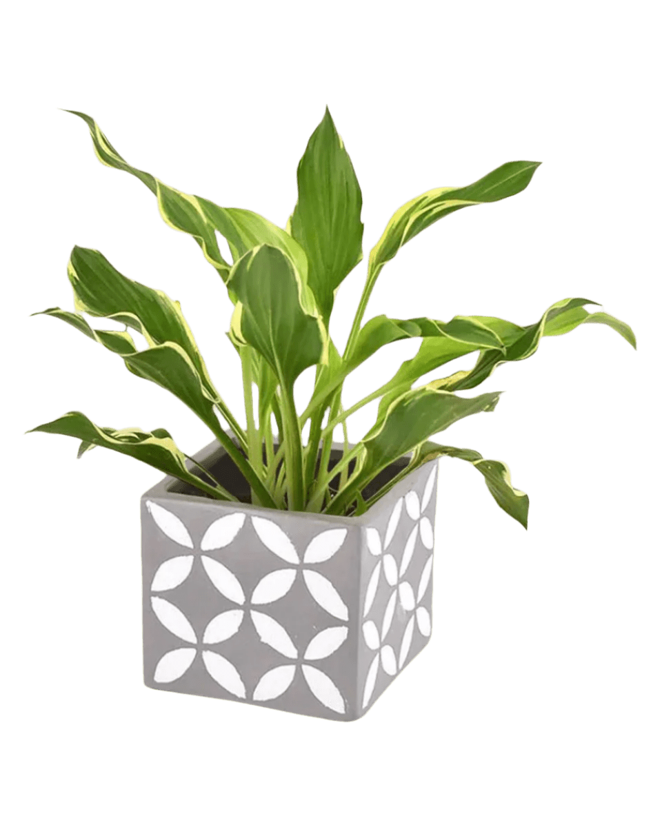 Plantain Lily - cement cube - Potted plant - Tumbleweed Plants - Online Plant Delivery Singapore