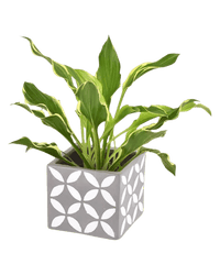 Plantain Lily - cement cube - Potted plant - Tumbleweed Plants - Online Plant Delivery Singapore