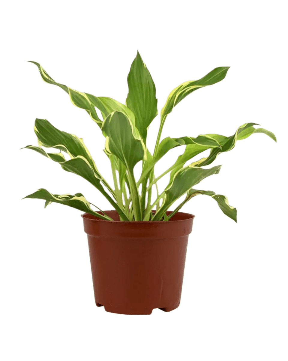 Plantain Lily - grow pot - Potted plant - Tumbleweed Plants - Online Plant Delivery Singapore