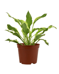 Plantain Lily - grow pot - Potted plant - Tumbleweed Plants - Online Plant Delivery Singapore