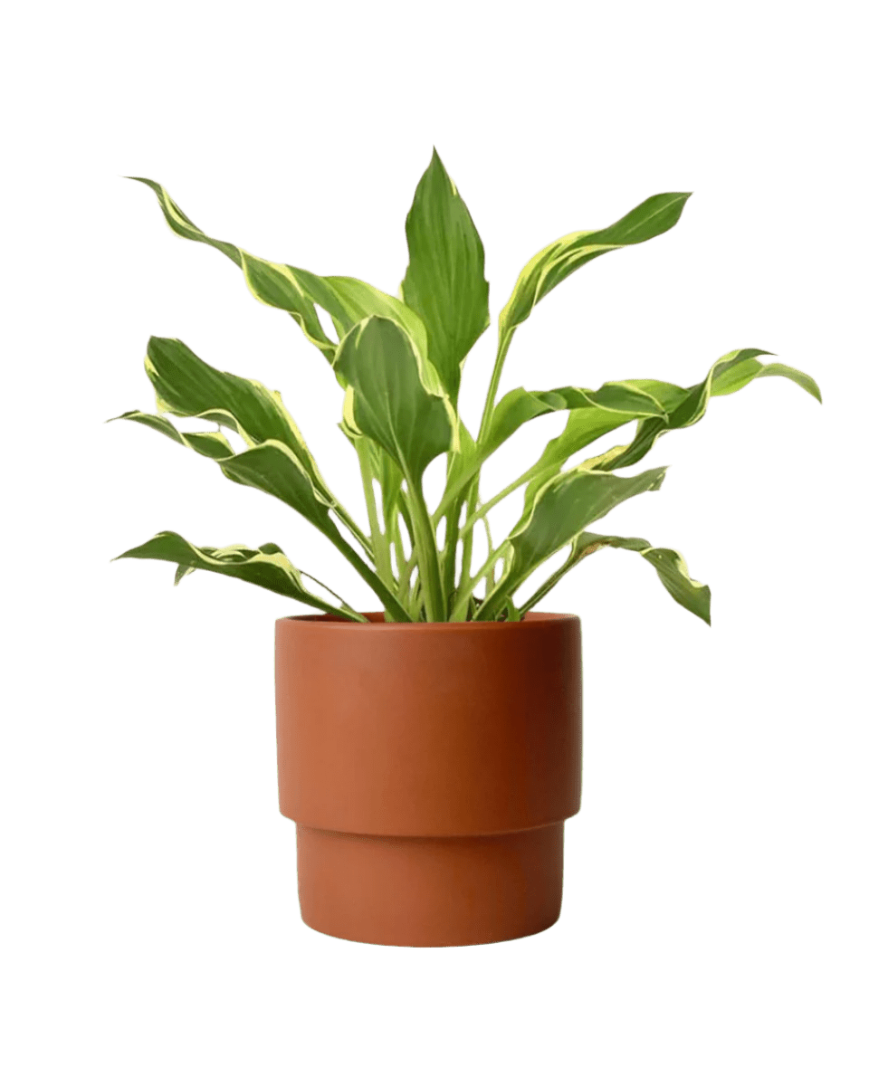 Plantain Lily - plinth pot - chestnut/large - Potted plant - Tumbleweed Plants - Online Plant Delivery Singapore