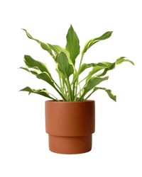 Plantain Lily - plinth pot - chestnut/large - Potted plant - Tumbleweed Plants - Online Plant Delivery Singapore