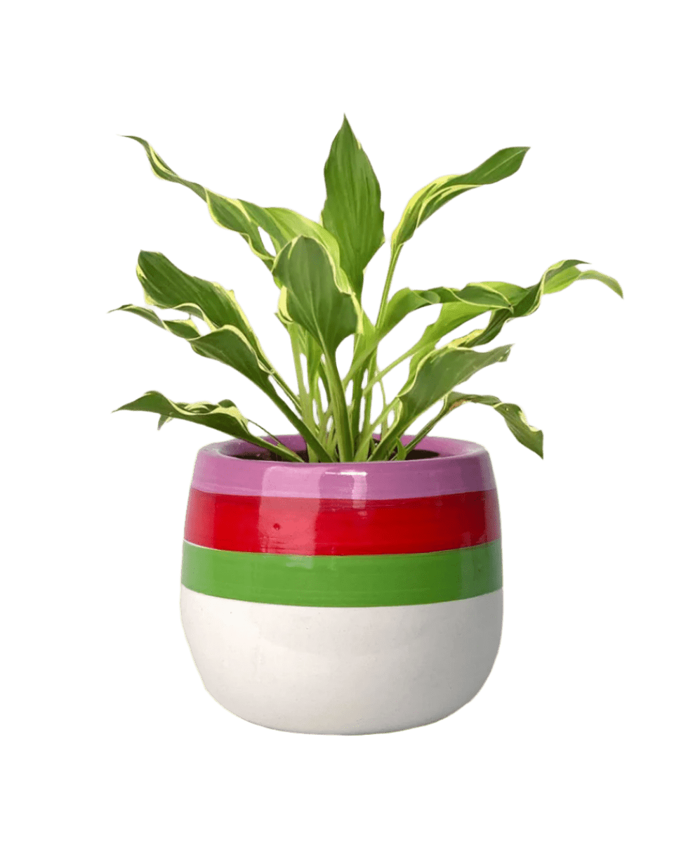 Plantain Lily - poppy planter - buzz lightyear - Potted plant - Tumbleweed Plants - Online Plant Delivery Singapore