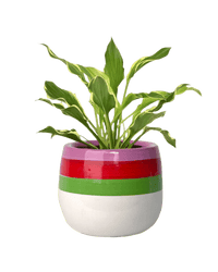 Plantain Lily - poppy planter - buzz lightyear - Potted plant - Tumbleweed Plants - Online Plant Delivery Singapore