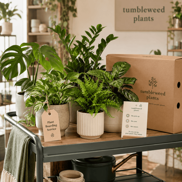 Plant Boarding Service - Add Ons -  - Tumbleweed Plants - Online Plant Delivery Singapore