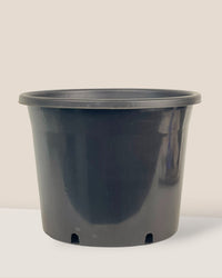 Plastic Grow Pot - extra large - Pot - Tumbleweed Plants - Online Plant Delivery Singapore