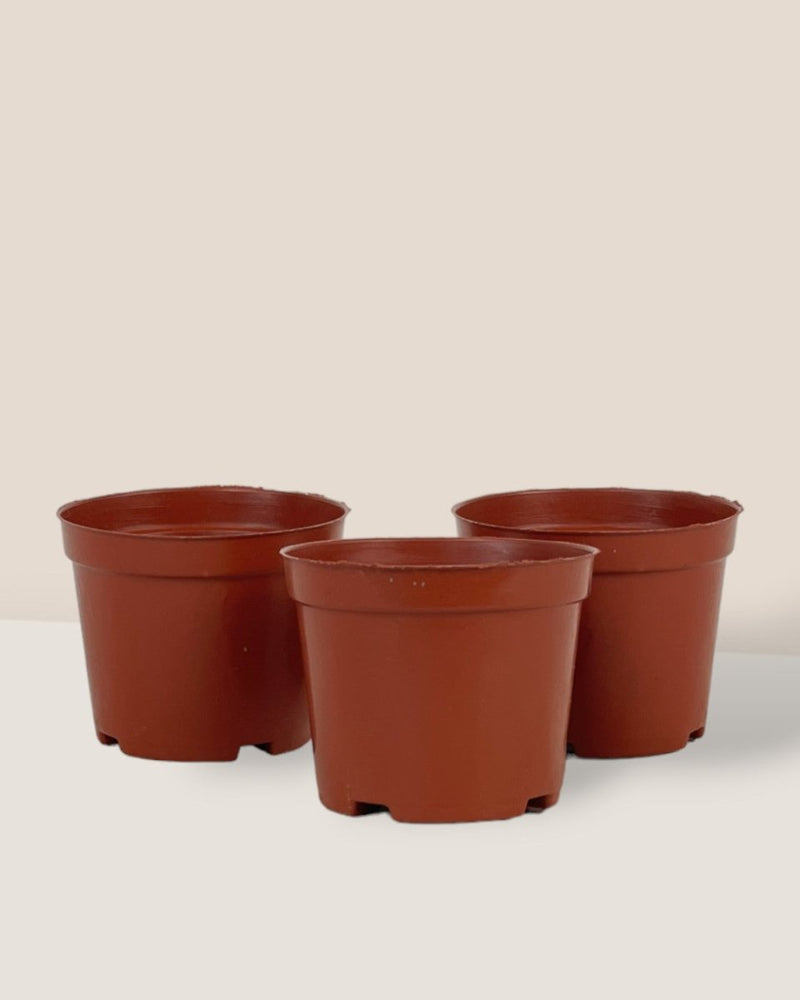 Plastic Grow Pot - extra small - Pot - Tumbleweed Plants - Online Plant Delivery Singapore