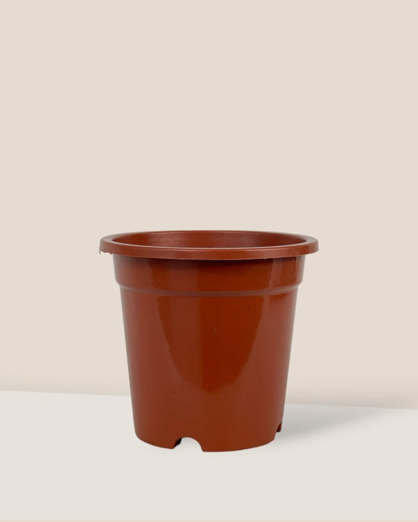 Plastic Grow Pot - medium - Pot - Tumbleweed Plants - Online Plant Delivery Singapore