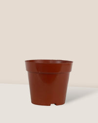 Plastic Grow Pot - small - Pot - Tumbleweed Plants - Online Plant Delivery Singapore