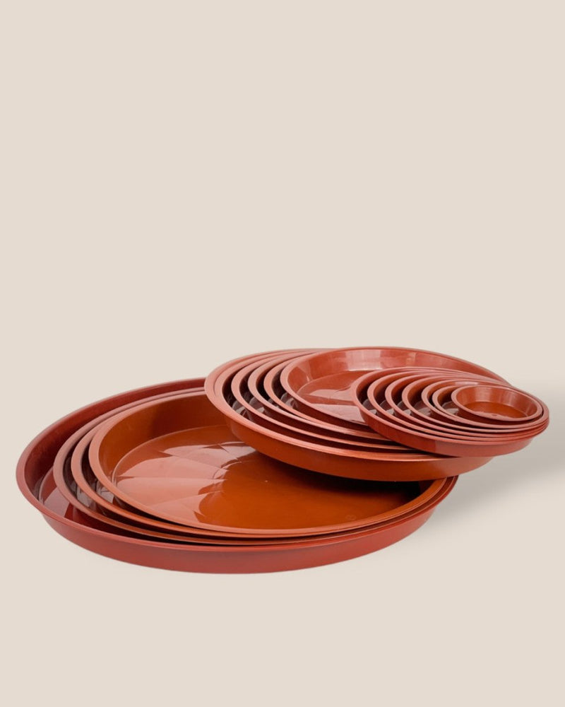 Plastic Tray (Brown) - 16.5cm - Tray - Tumbleweed Plants - Online Plant Delivery Singapore
