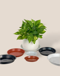 Plastic Tray (Brown) - 16.5cm - Tray - Tumbleweed Plants - Online Plant Delivery Singapore