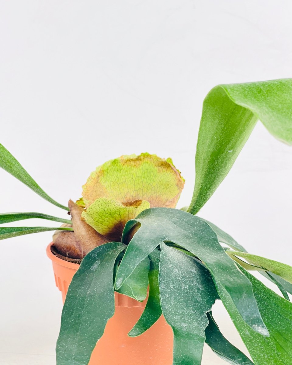 Platycerium Grande (Staghorn Fern) - grow pot - Potted plant - Tumbleweed Plants - Online Plant Delivery Singapore