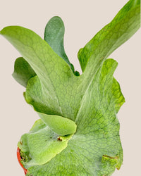 Platycerium Grande (Staghorn Fern) - grow pot - Potted plant - Tumbleweed Plants - Online Plant Delivery Singapore