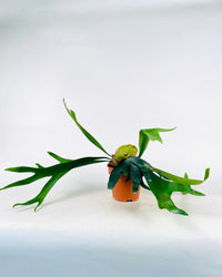 Platycerium Grande (Staghorn Fern) - grow pot - Potted plant - Tumbleweed Plants - Online Plant Delivery Singapore