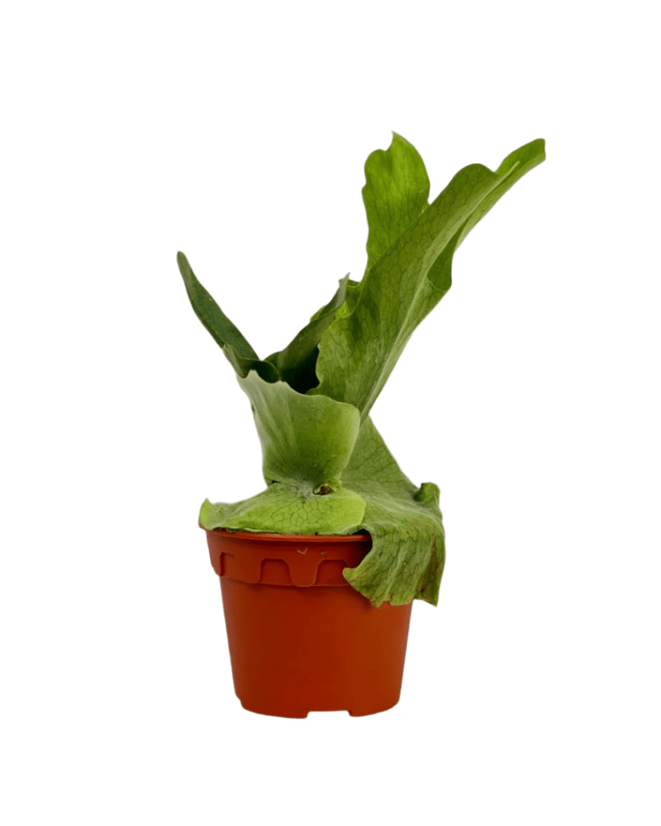 Platycerium Grande (Staghorn Fern) - grow pot - Potted plant - Tumbleweed Plants - Online Plant Delivery Singapore