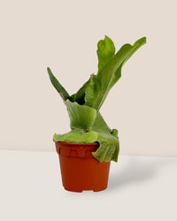 Platycerium Grande (Staghorn Fern) - grow pot - Potted plant - Tumbleweed Plants - Online Plant Delivery Singapore
