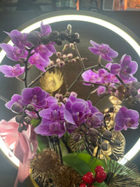 Plethora Orchid Arrangement - Plant Arrangement - POTT - PLET - 6670 - Tumbleweed Plants - Online Plant Delivery Singapore