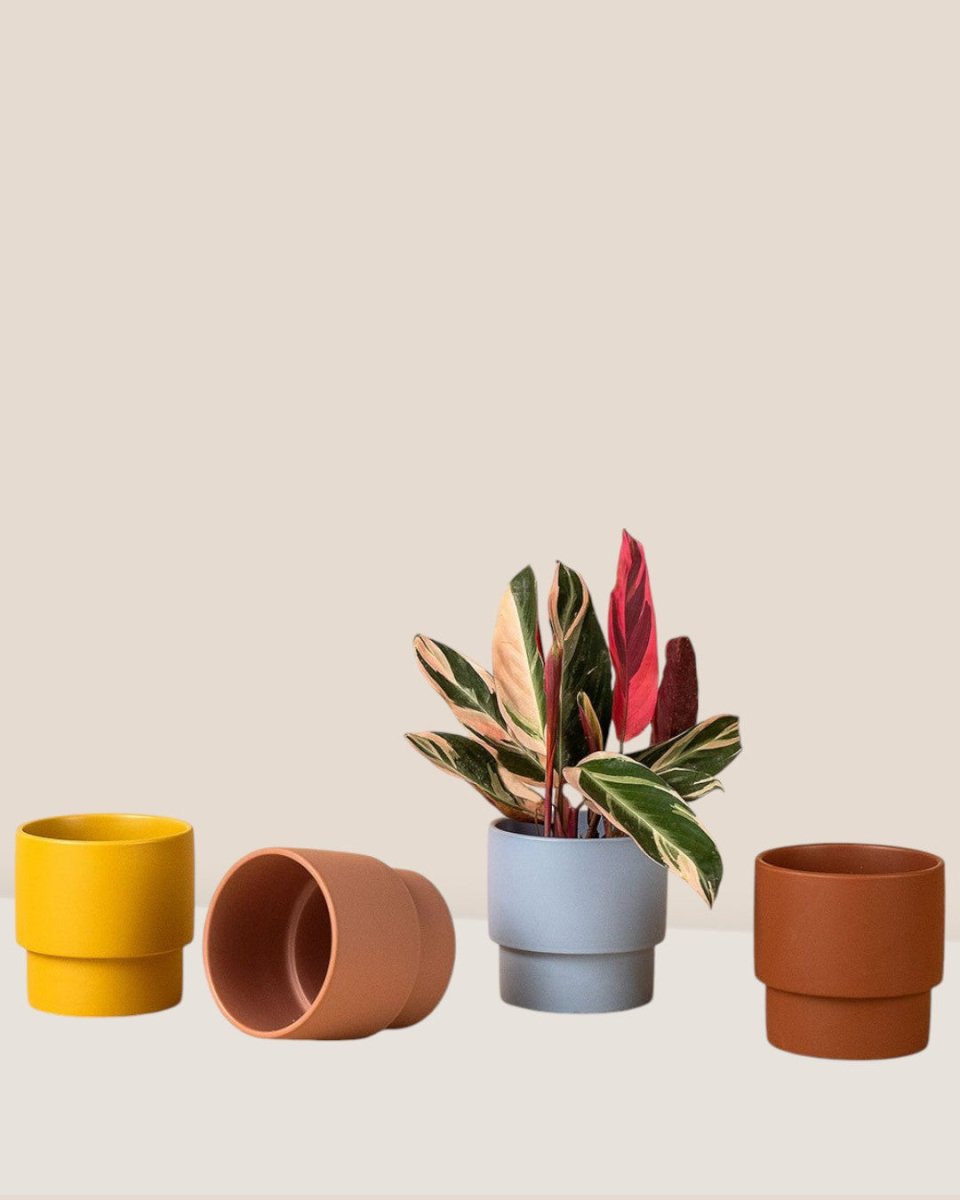 Plinth Pots