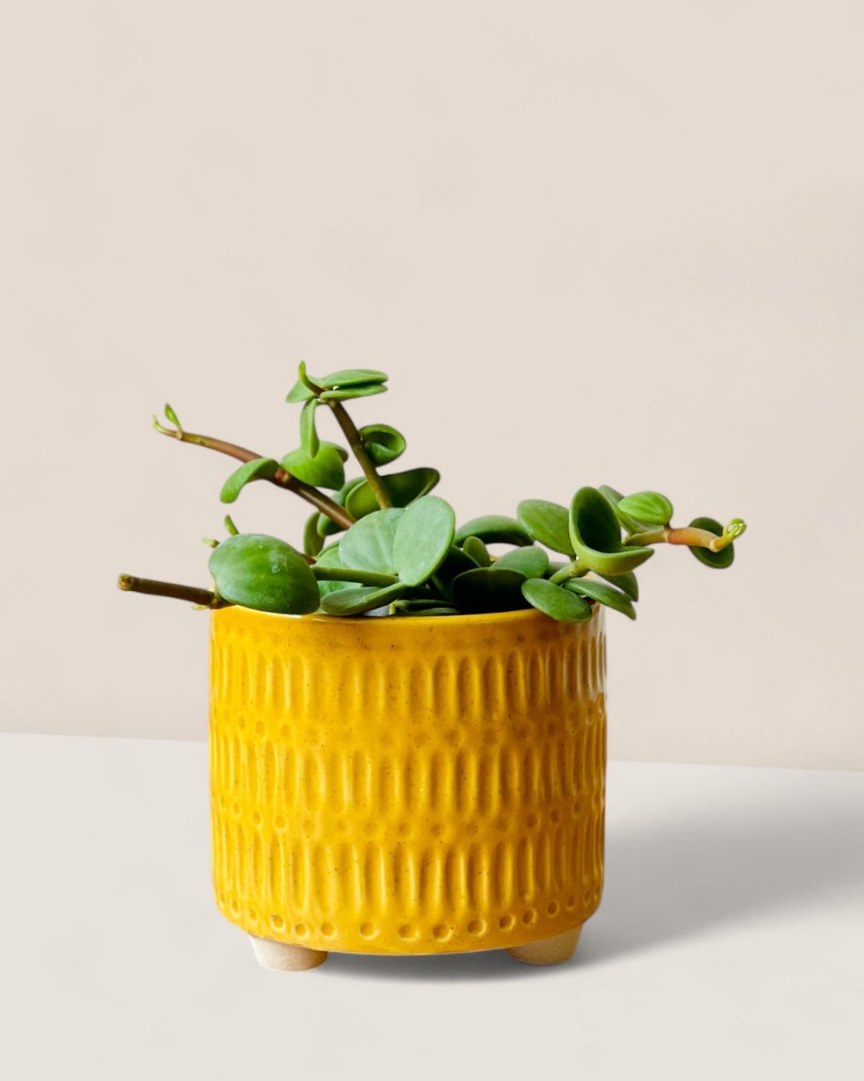 Pocky Planter - Pots - POTS - POCK - 6472 - Tumbleweed Plants - Online Plant Delivery Singapore