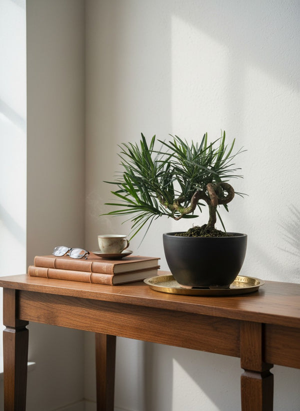 Curly Podocarpus Bonsai