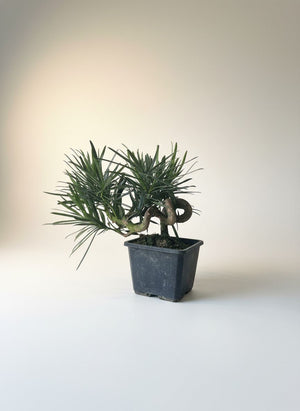 Tumbleweed Plants
