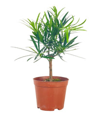 Podocarpus Macrophyllus - grow pot - Potted plant - Tumbleweed Plants - Online Plant Delivery Singapore