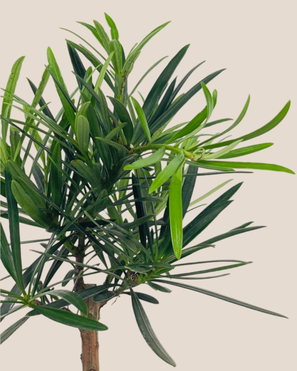 Podocarpus Macrophyllus - grow pot - Potted plant - Tumbleweed Plants - Online Plant Delivery Singapore