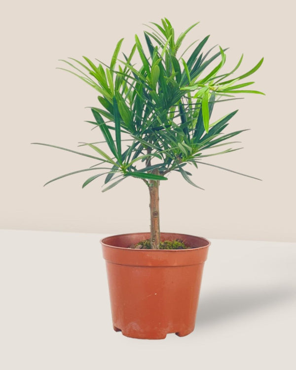 Podocarpus Macrophyllus - grow pot - Potted plant - Tumbleweed Plants - Online Plant Delivery Singapore