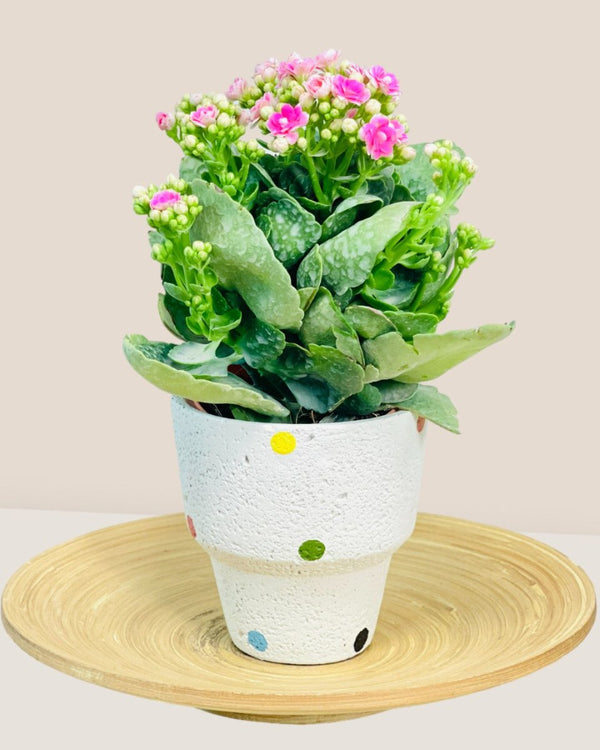 Polka - A - Pot - Tumbleweed Plants - Online Plant Delivery Singapore